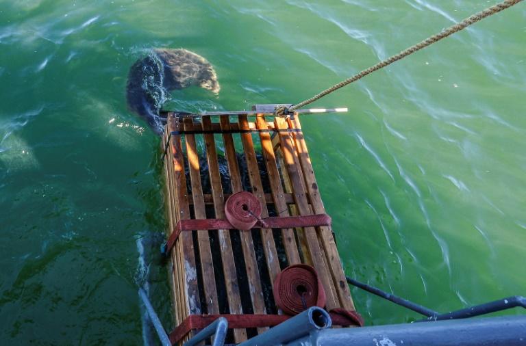En Lituanie, une opération pour sauver les phoques menacés par la fonte de la banquise