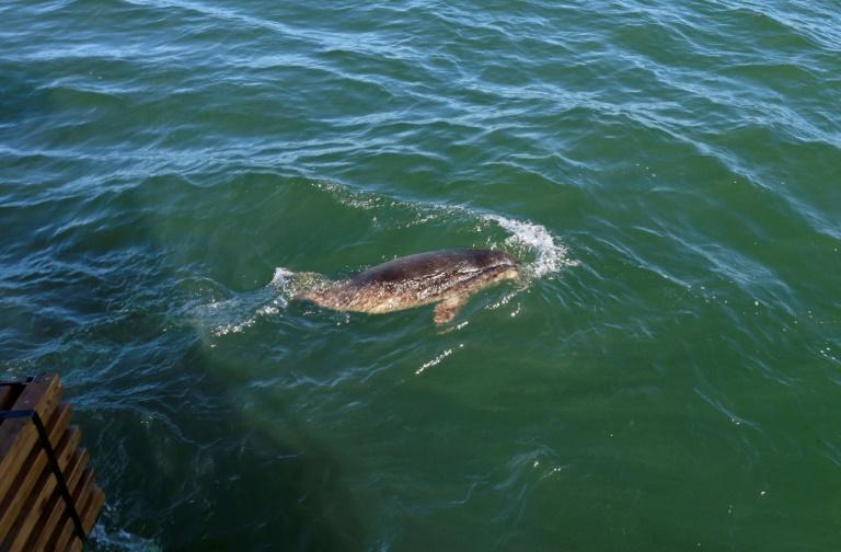 En Lituanie, une opération pour sauver les phoques menacés par la fonte de la banquise