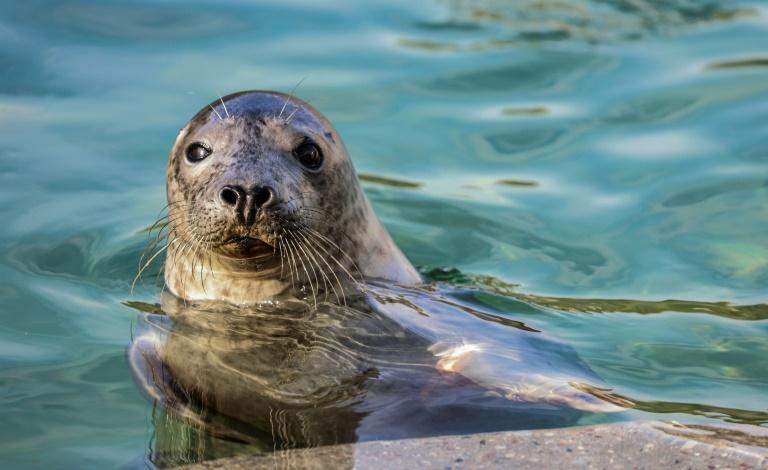 En Lituanie, une opération pour sauver les phoques menacés par la fonte de la banquise