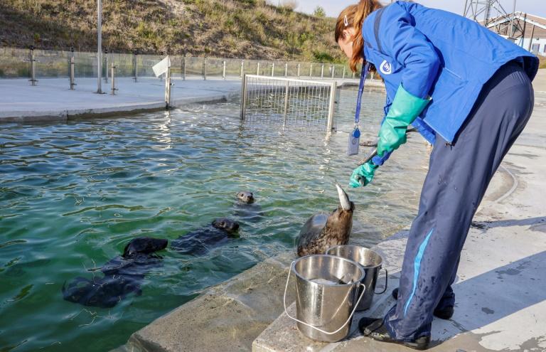 En Lituanie, une opération pour sauver les phoques menacés par la fonte de la banquise