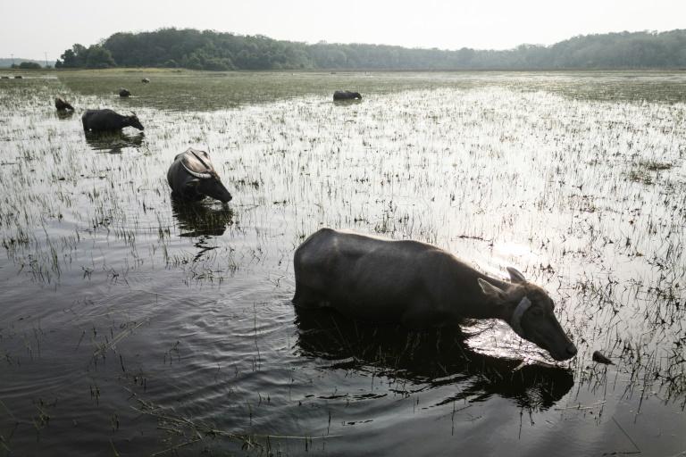 "Les poumons de la terre": le combat des Indonésiens pour sauver leurs tourbières