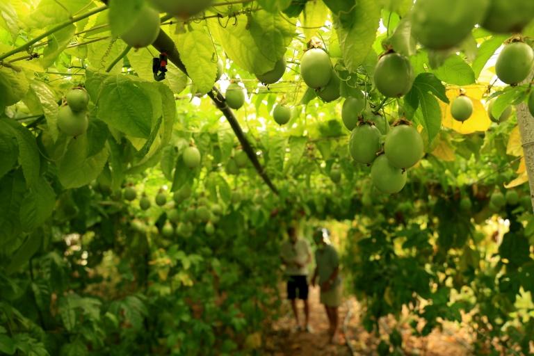 En Albanie, les fruits exotiques pour tenter de s'adapter au réchauffement climatique