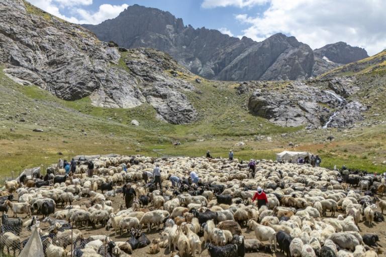 En Turquie, les bergers kurdes retrouvent leurs alpages avec la paix