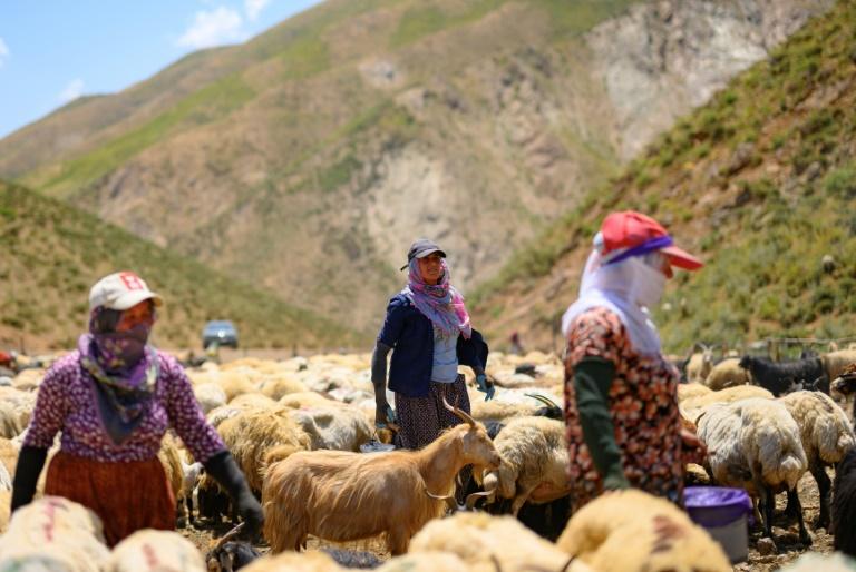 En Turquie, les bergers kurdes retrouvent leurs alpages avec la paix