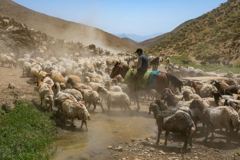 En Turquie, les bergers kurdes retrouvent leurs alpages avec la paix