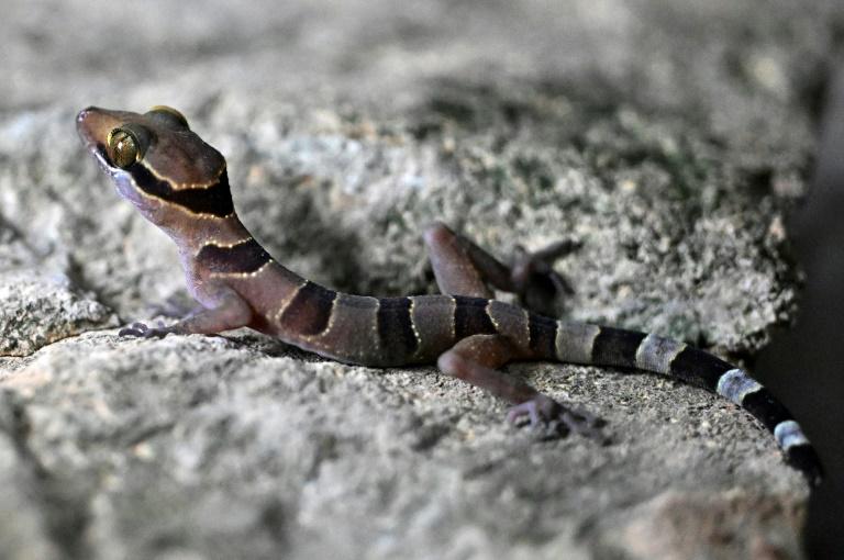 Du karst cambodgien jaillissent de nouvelles espèces animales