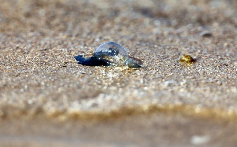 Les physalies, très urticantes, s'invitent sur les plages du Sud Ouest