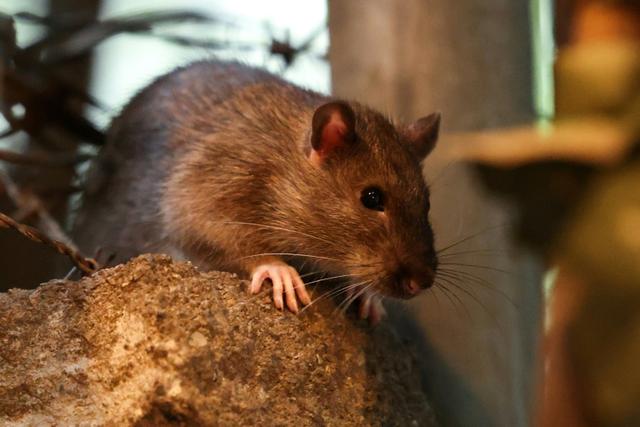 Stresser les rats, la méthode de New York pour éviter qu'ils ne se reproduisent