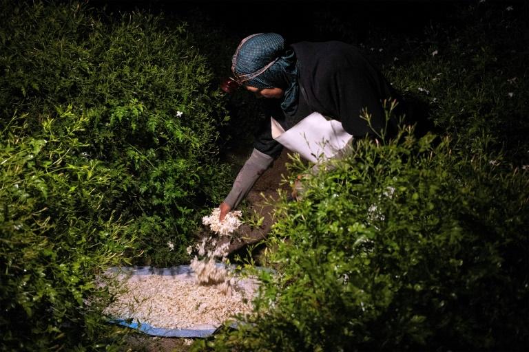Essence de grands parfums, le jasmin égyptien se fane sous le réchauffement