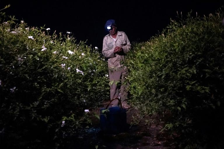 Essence de grands parfums, le jasmin égyptien se fane sous le réchauffement