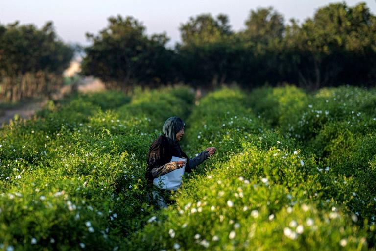 Essence de grands parfums, le jasmin égyptien se fane sous le réchauffement