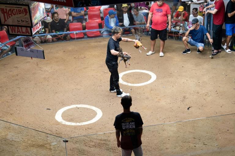 Aux Philippines: le marché du combat de coqs en ligne continue de prospérer, malgré son interdiction