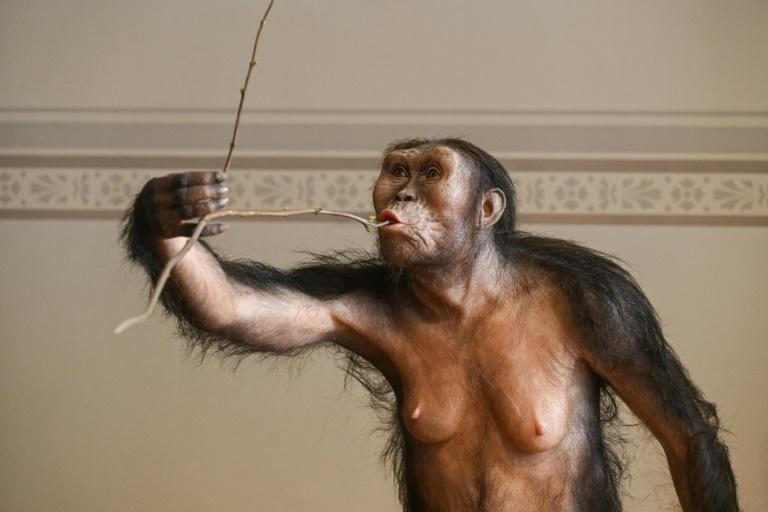 Premier voyage en Europe de l'australopithèque Lucy, exposée à Prague
