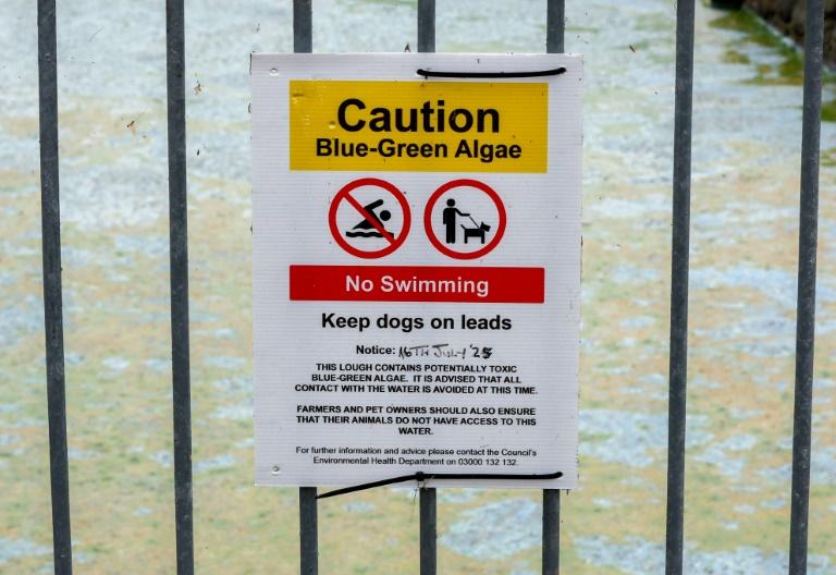 Le plus grand lac du Royaume-Uni suffoque à cause des algues toxiques