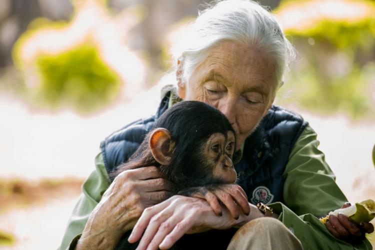 Jane Goodall, l'ambassadrice des chimpanzés