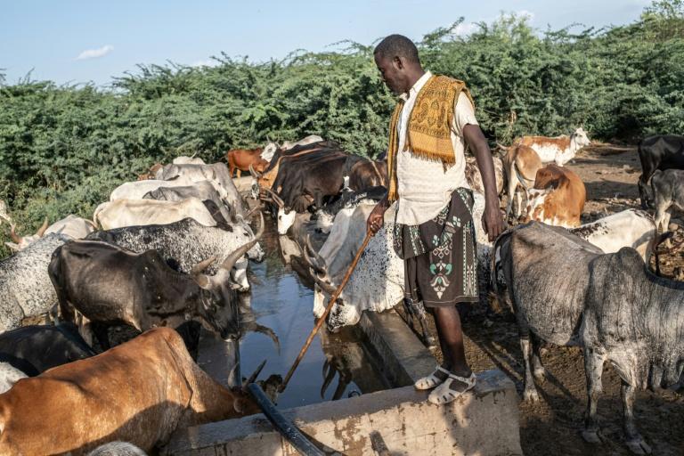 En Ethiopie, le fléau du prosopis, l