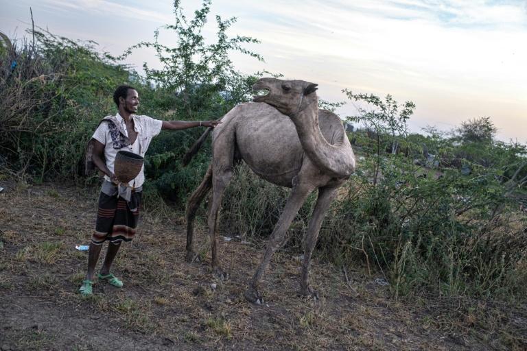 En Ethiopie, le fléau du prosopis, l