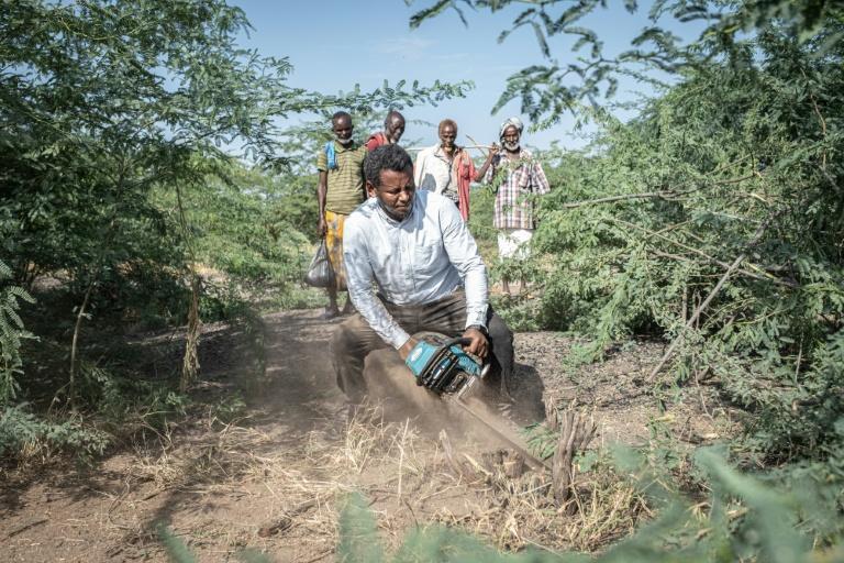 En Ethiopie, le fléau du prosopis, l'arbre qui a "tout envahi"