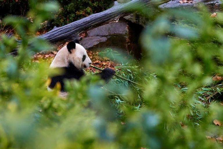 Retour en Chine: la France perd son unique couple de pandas