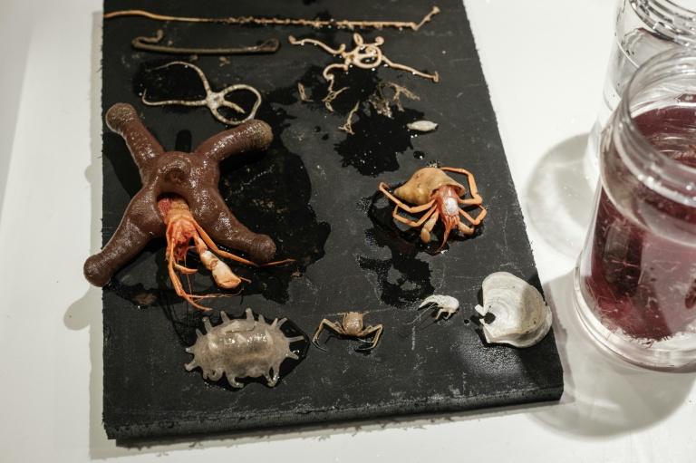 Plongée à 1.000 mètres sous les mers, vers un monde méconnu