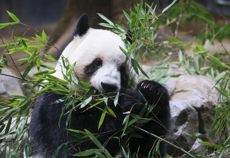 A Tokyo, des admirateurs font leurs adieux aux deux uniques pandas repartant en Chine