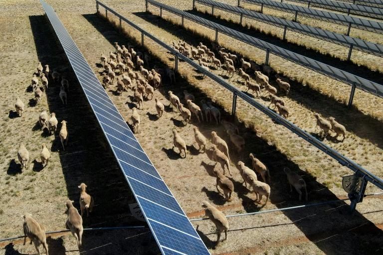 En Australie, des "moutons solaires" pionniers de l'agrivoltaïsme