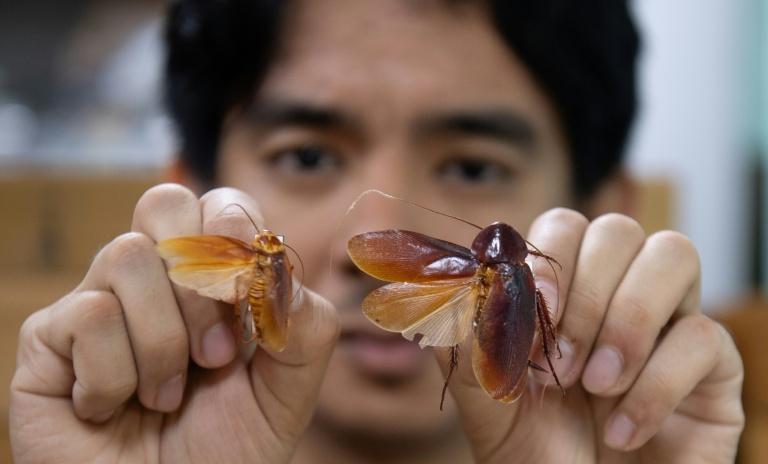 Aux Philippines, le "Seigneur des cafards" défend ces insectes mal-aimés