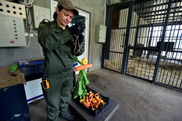 Arménie: à la rescousse des ours maltraités