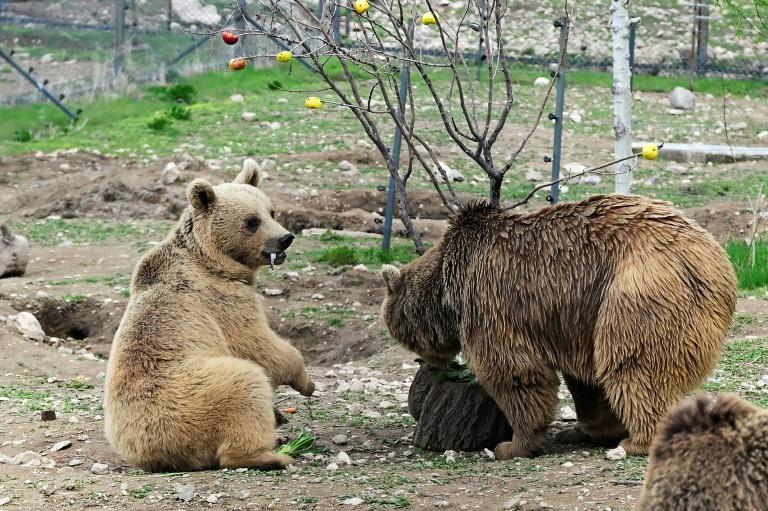 Arménie: à la rescousse des ours maltraités