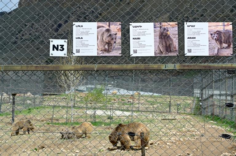 Arménie: à la rescousse des ours maltraités