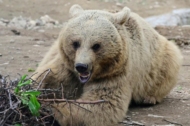 Arménie: à la rescousse des ours maltraités