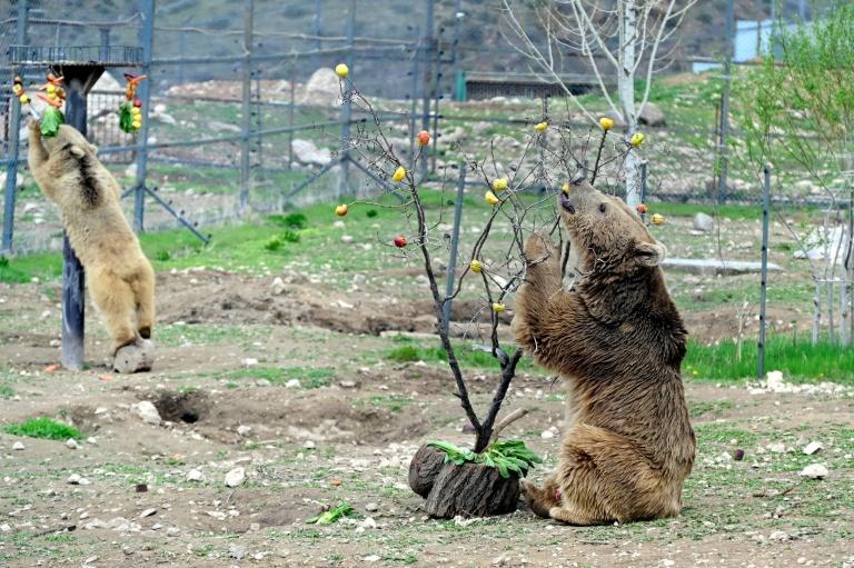 Arménie: à la rescousse des ours maltraités