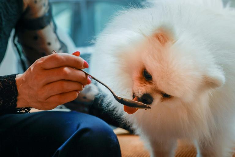 Toutouccino et macarons: le bar à chiens, nouvelle niche du chic parisien