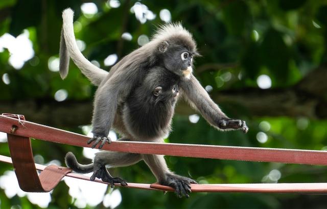 En Malaisie, passerelles aériennes et mobilisation pour un singe menacé