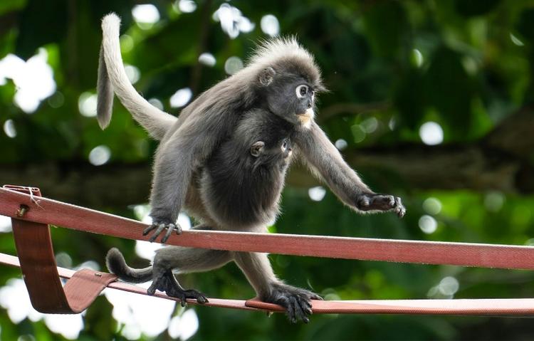 En Malaisie, passerelles aériennes et mobilisation pour un singe menacé