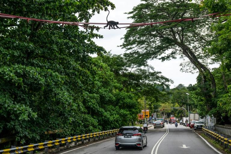 En Malaisie, passerelles aériennes et mobilisation pour un singe menacé