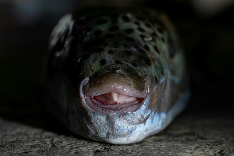 Grèce: les poissons-ballons dévastent la pêche en Crète