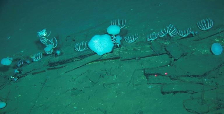 Au fond de l'océan Indien, un stupéfiant cimetière de baleines