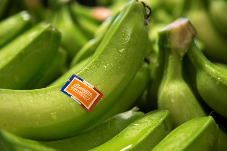 Le Parlement européen approuve une nouvelle génération d'OGM