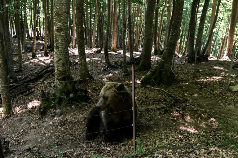 Dans le nord de la Grèce, le retour des ours bruns inquiète la population