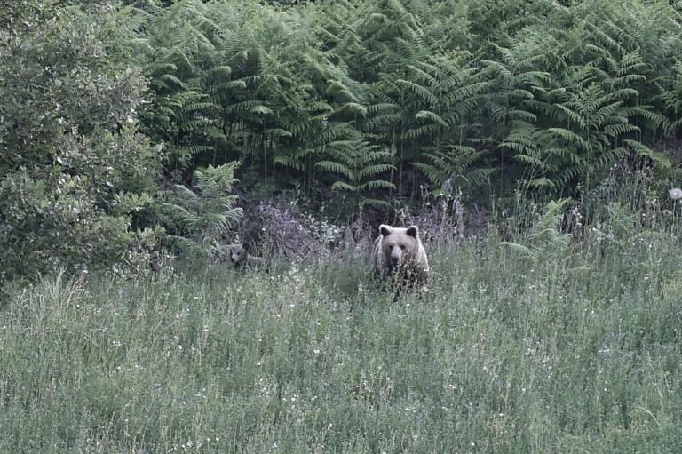 Dans le nord de la Grèce, le retour des ours bruns inquiète la population
