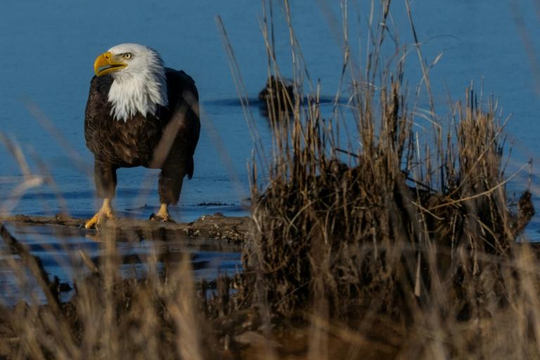 L'administration Trump affaiblit la protection des habitats naturels des espèces menacées