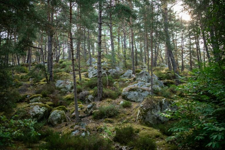 La forêt de Fontainebleau, poumon vert de Paris et joyau de biodiversité
