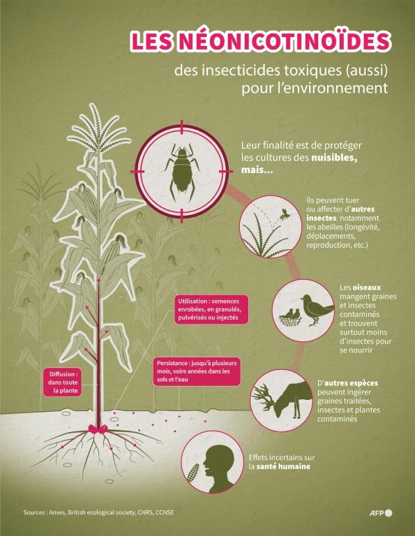 Acétamipride et flupyradifurone: comment deux pesticides interdits vont être réintroduits