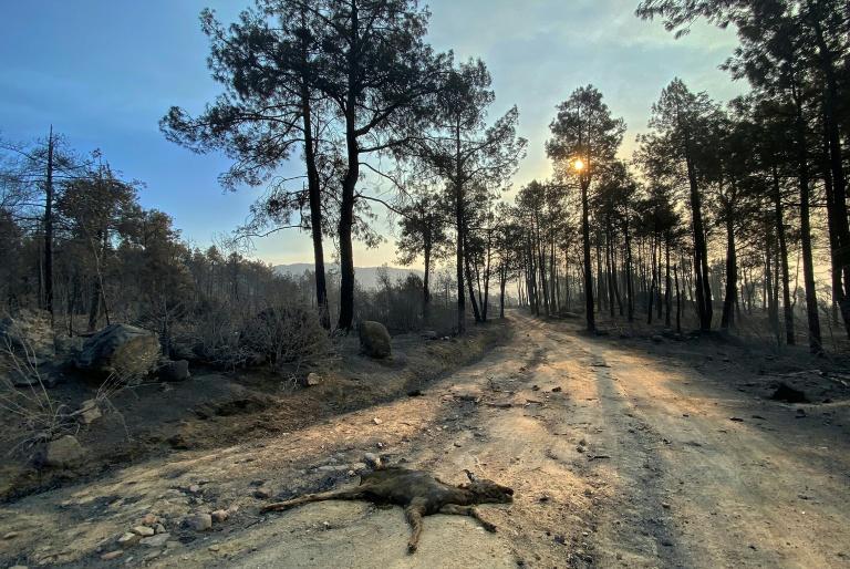 Journées décisives et "heures difficiles" pour contrôler les incendies près de Madrid