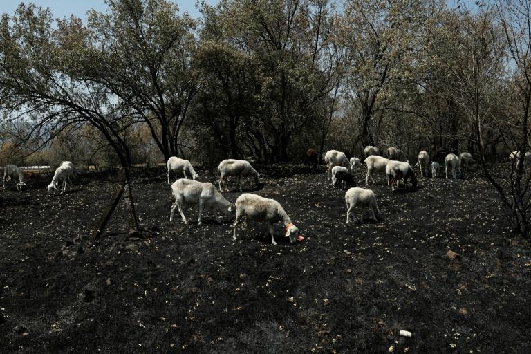 Incendies en Espagne: "La lumière au bout du tunnel", le retour des sinsitrés commence