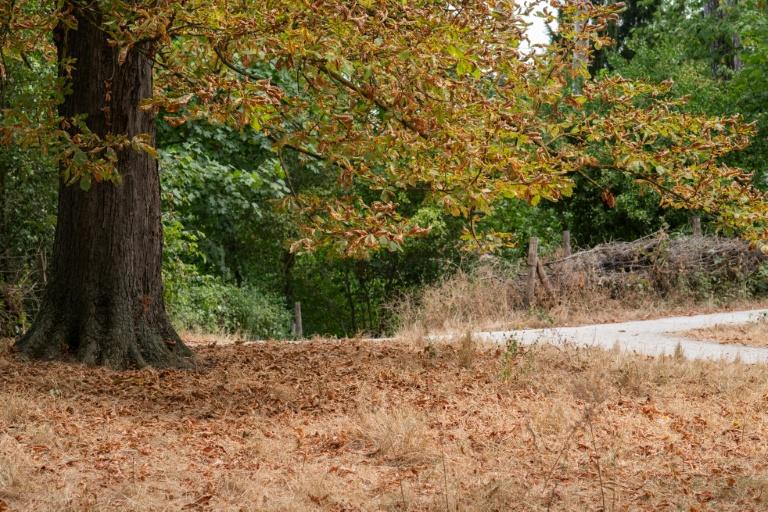 Juillet 2026, mois le plus chaud jamais enregistré en France (Météo-France)