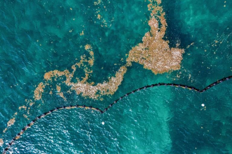 Plages désertes et "odeur insupportable": le Mexique lutte contre les sargasses