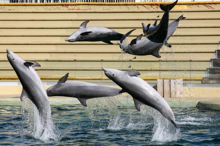 Le zoo de Beauval renonce à accueillir les dauphins du Marineland d'Antibes