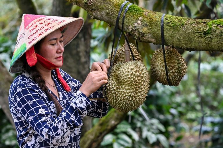 Sur les hauts plateaux du Vietnam, le lucratif durian remplace le café